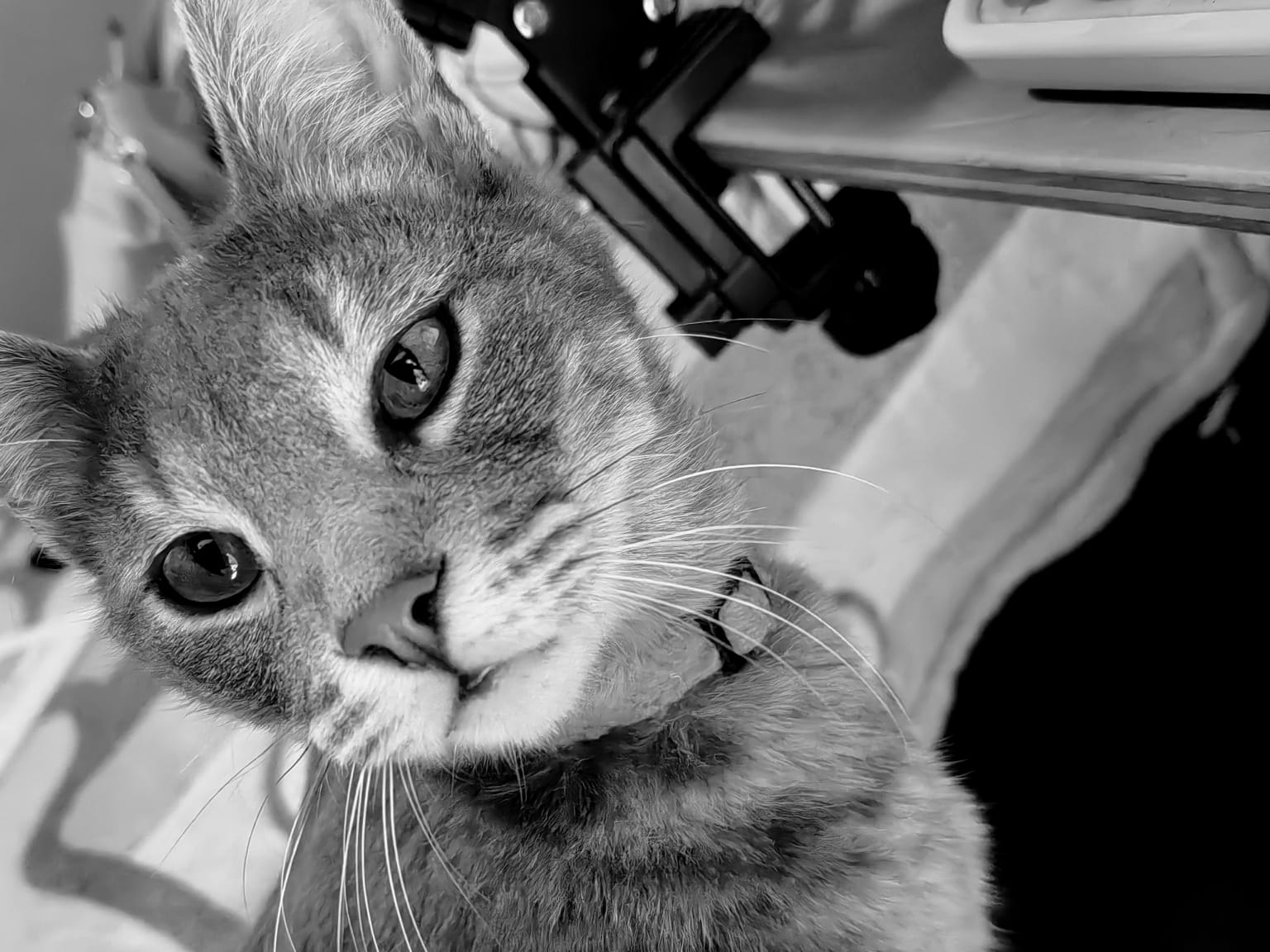 Curiosity