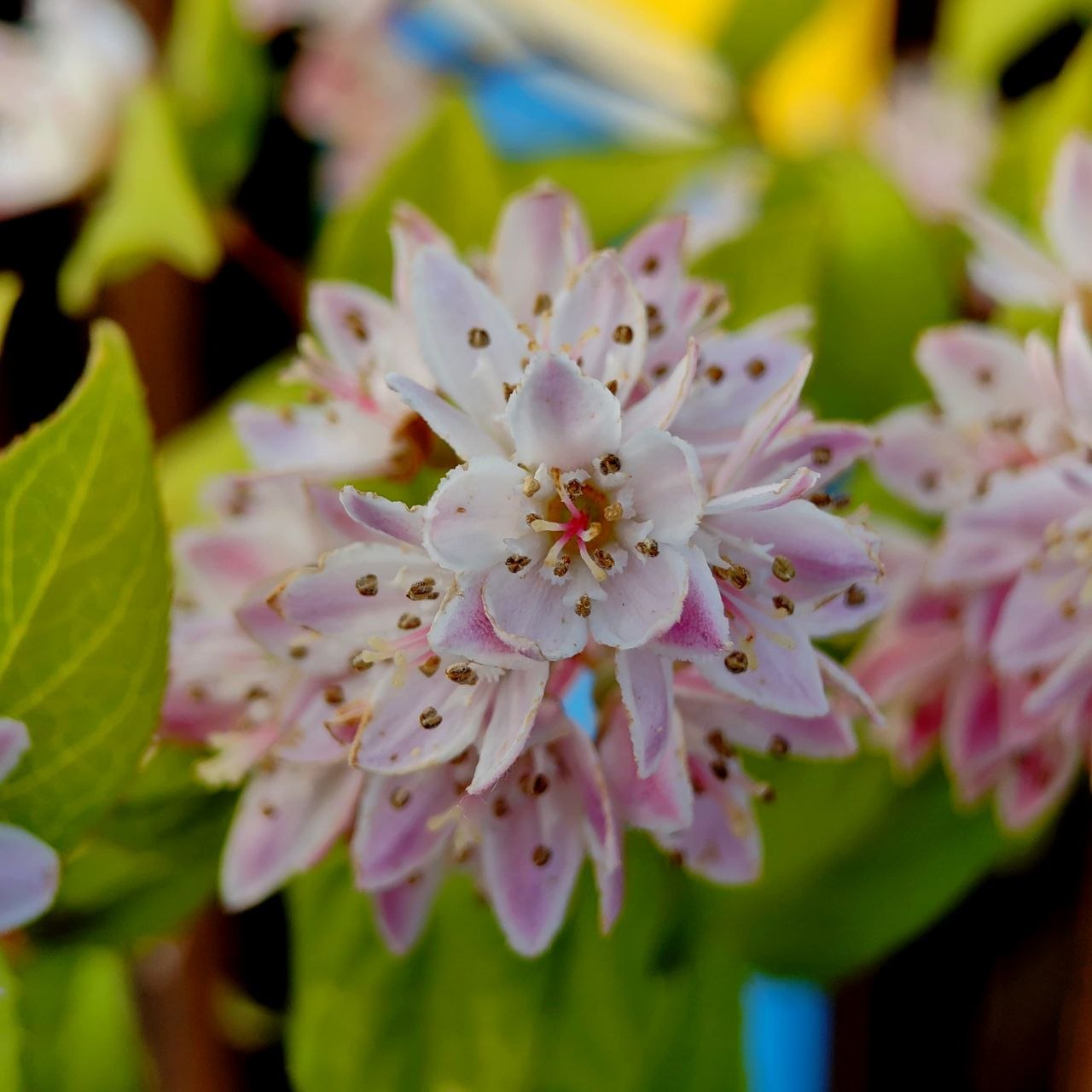 Casandra Flower