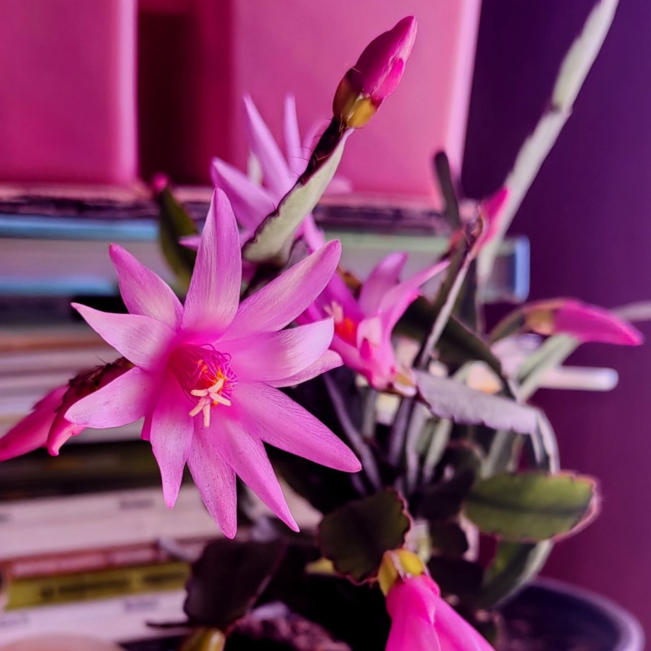 Dad Flower