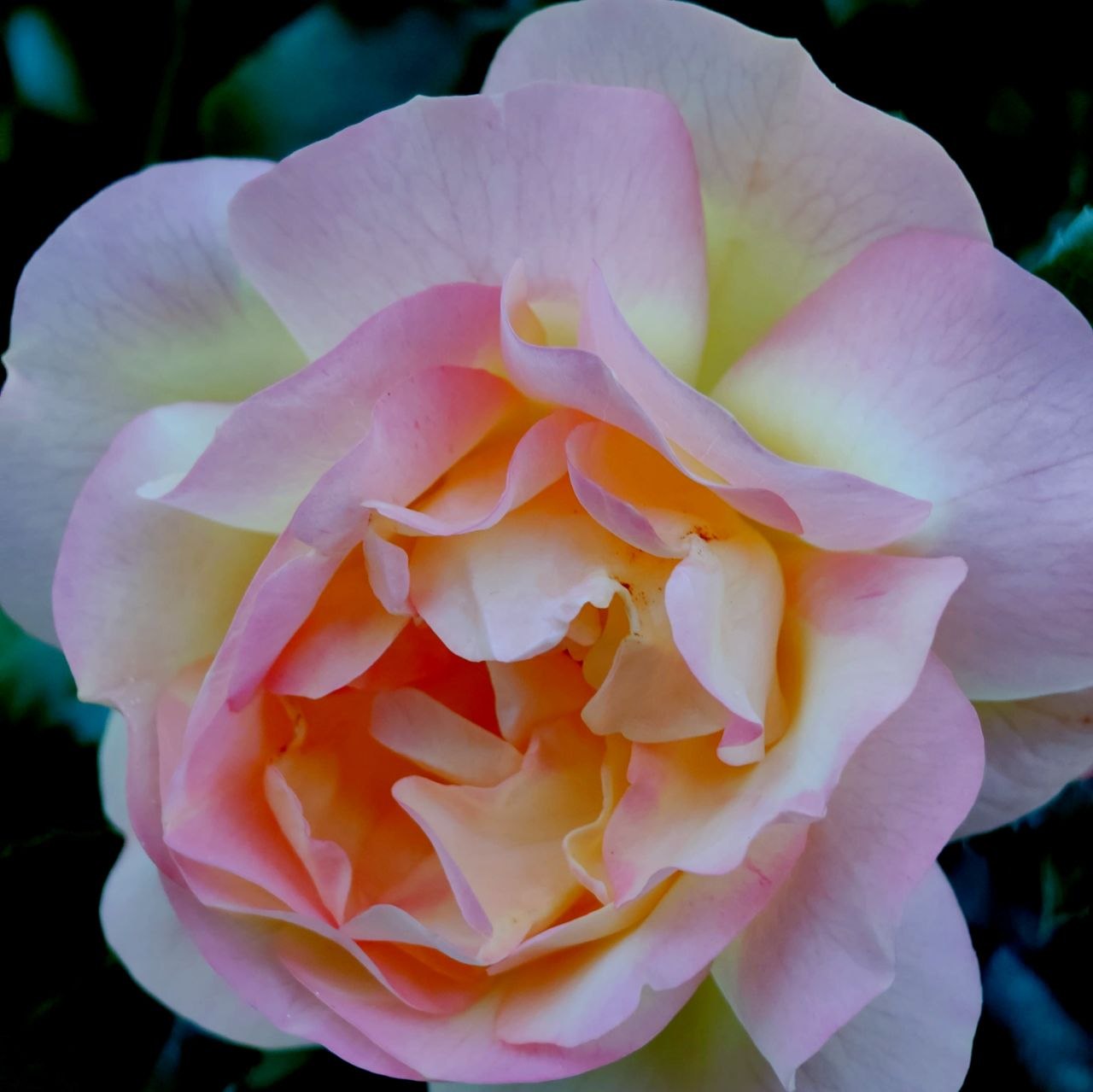 Flora Flower