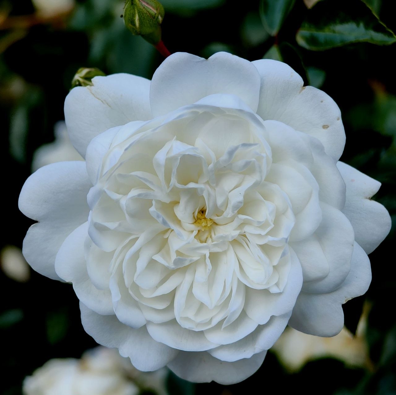 Frederick Flower