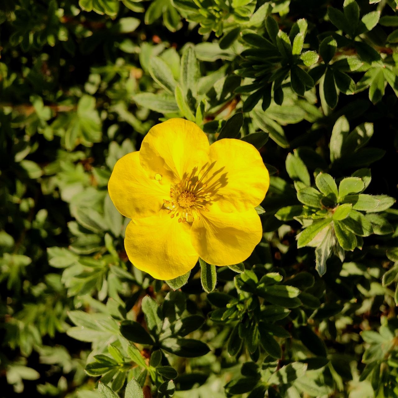 Kayden Flower