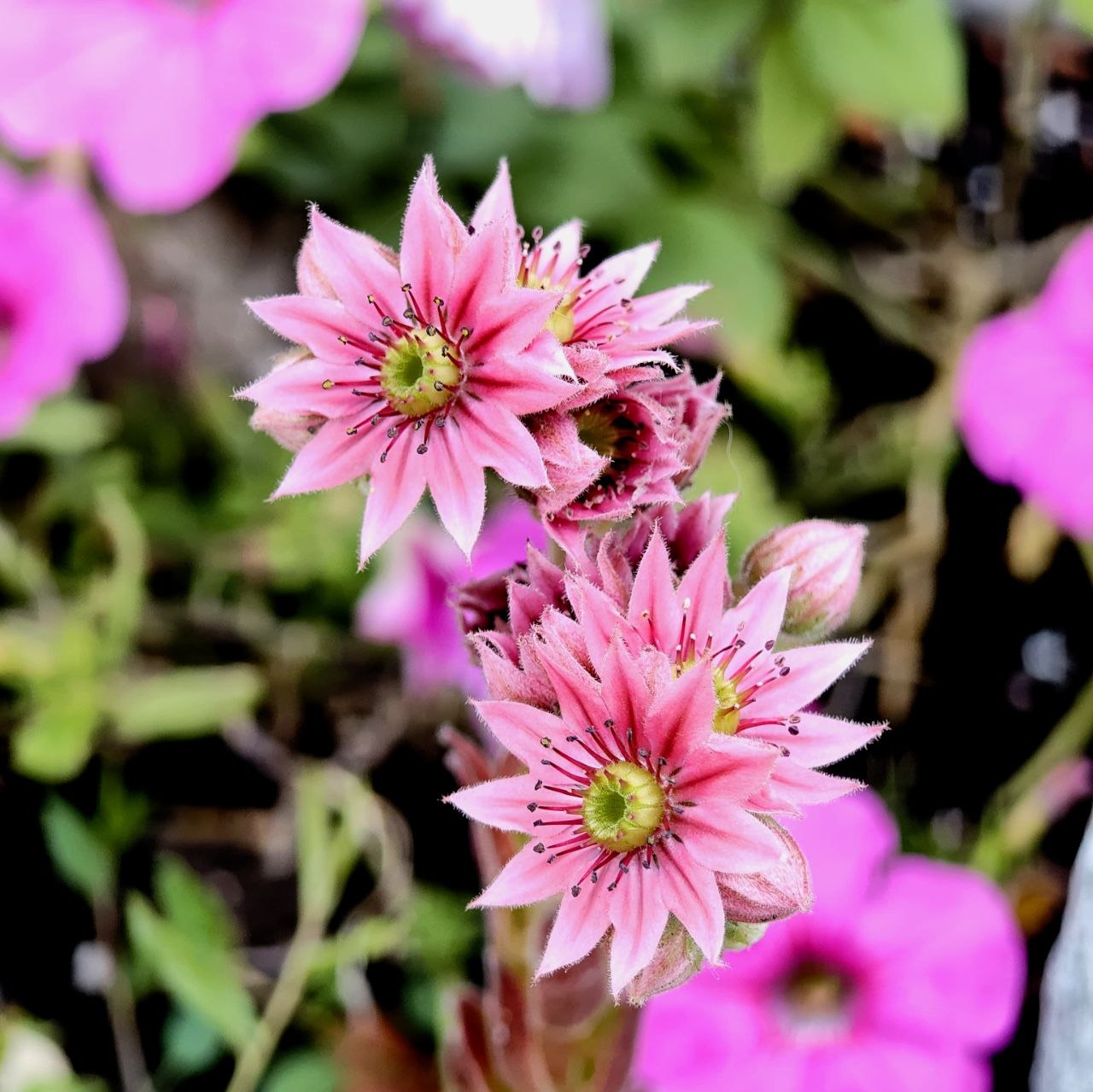 Kia Flower