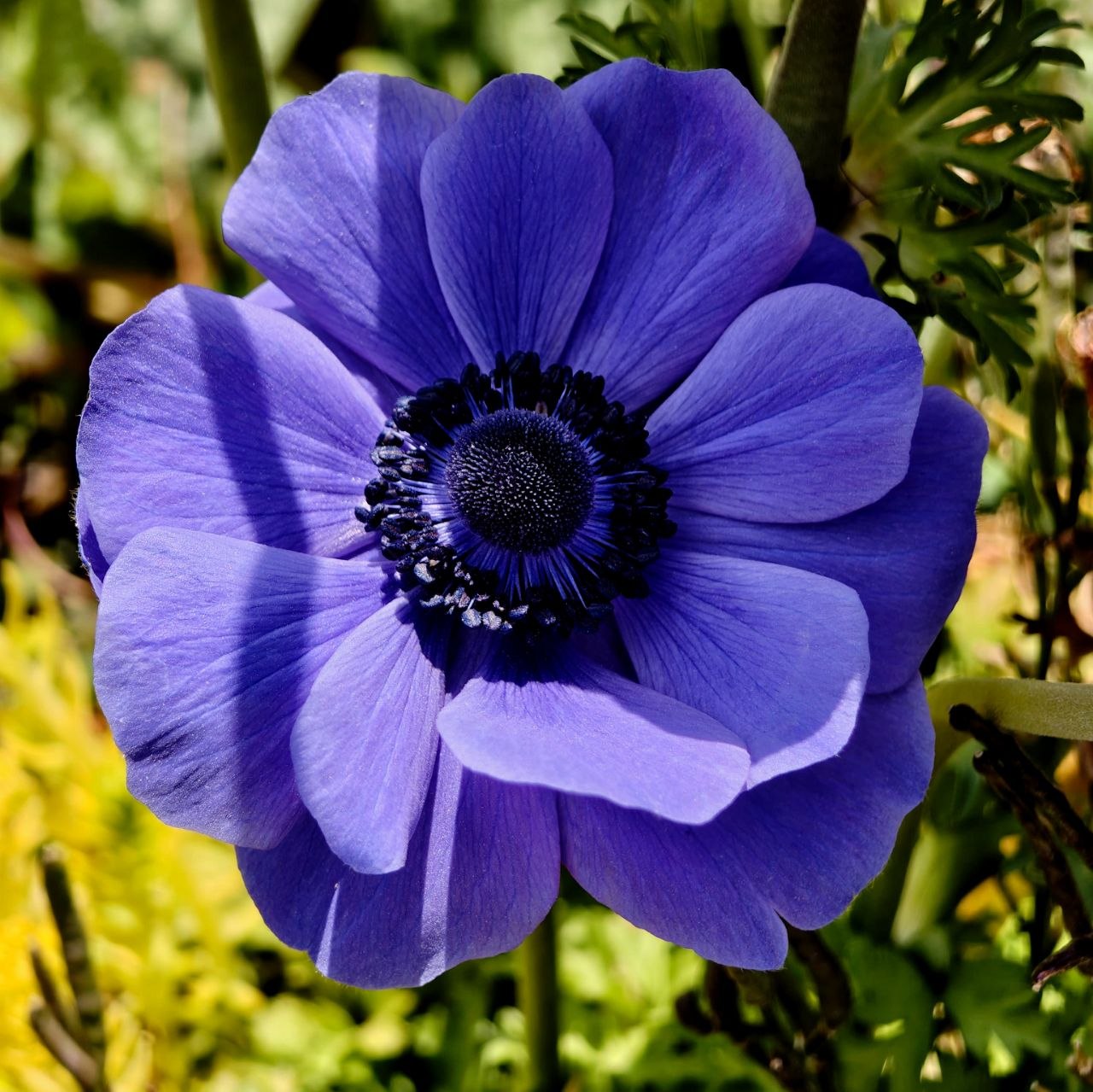 Klaus Flower