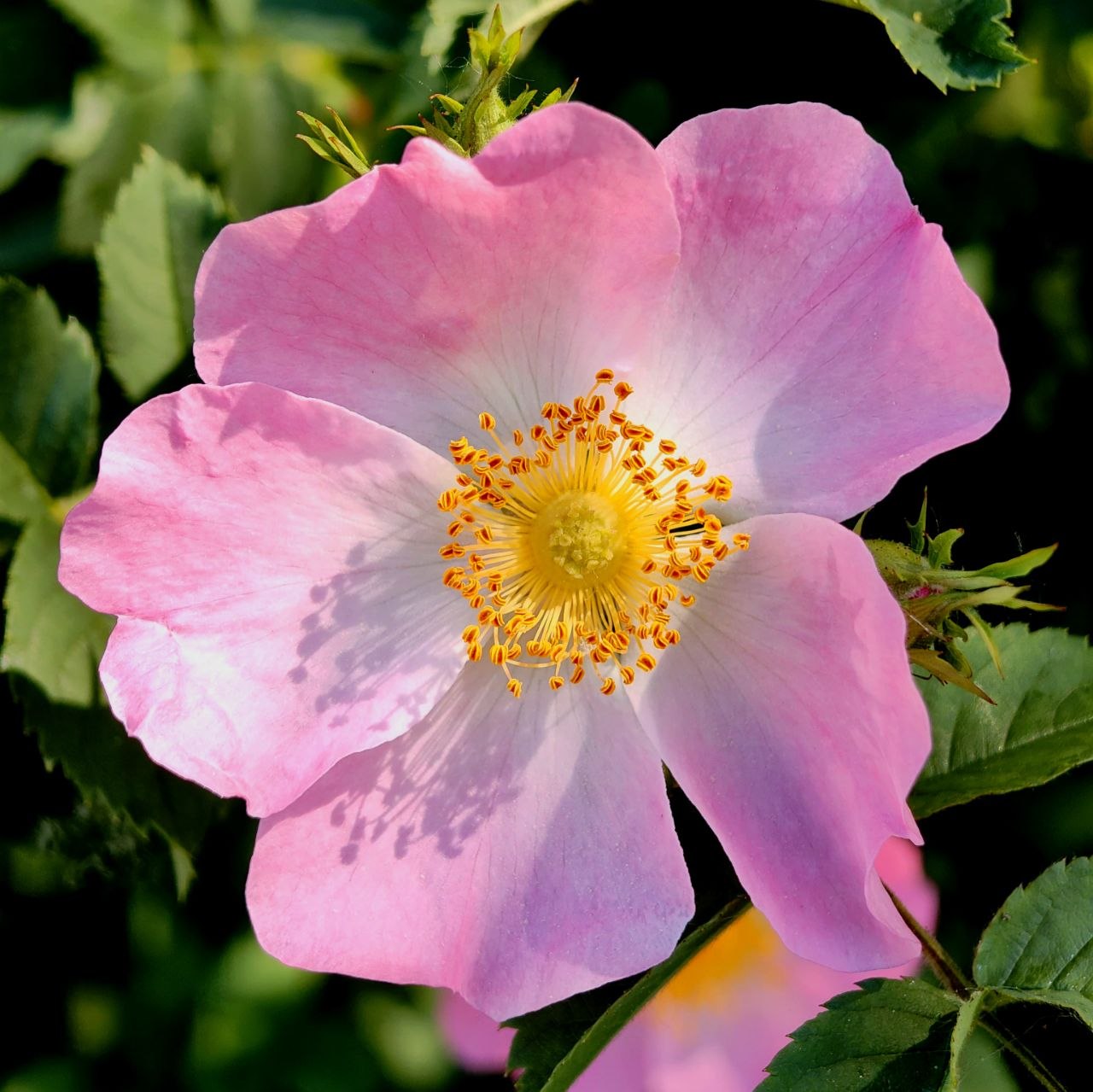 Maria Flower
