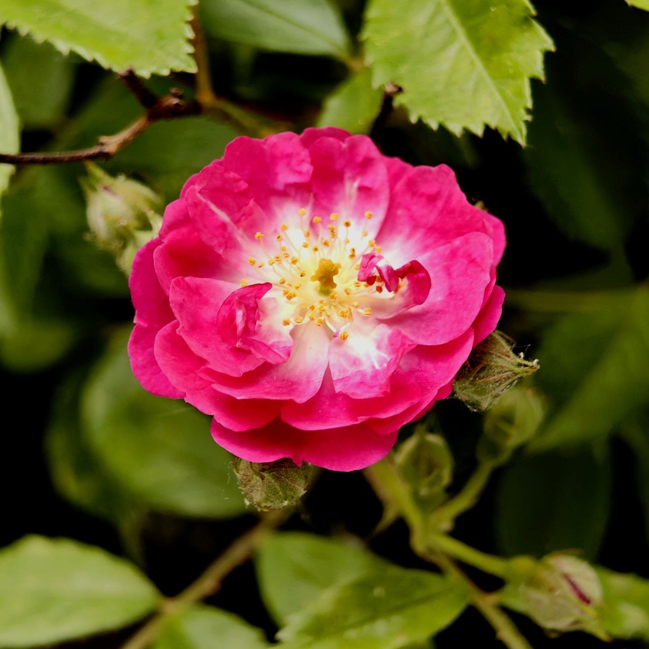 Pedro Flower
