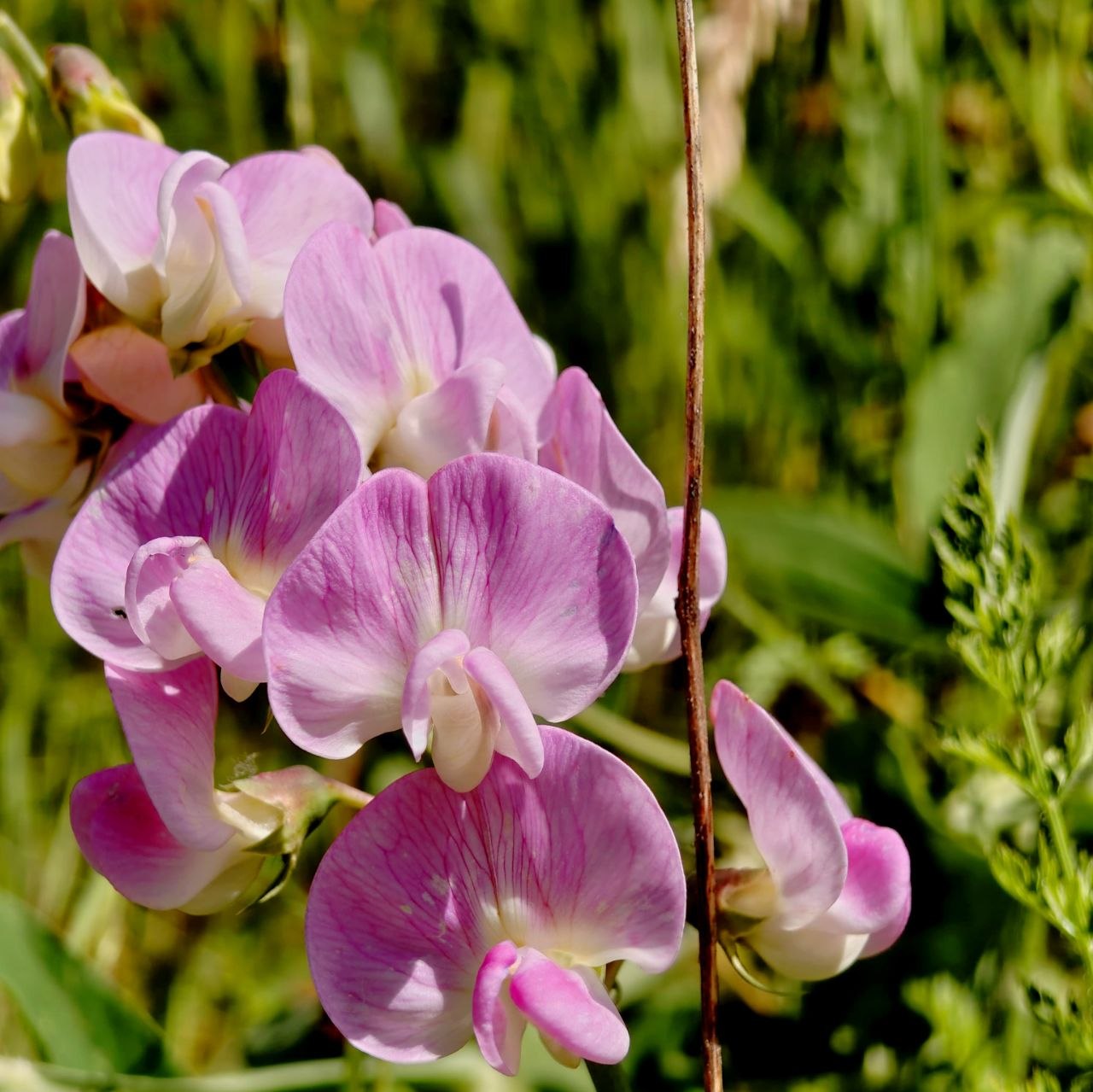 Sonja Flower